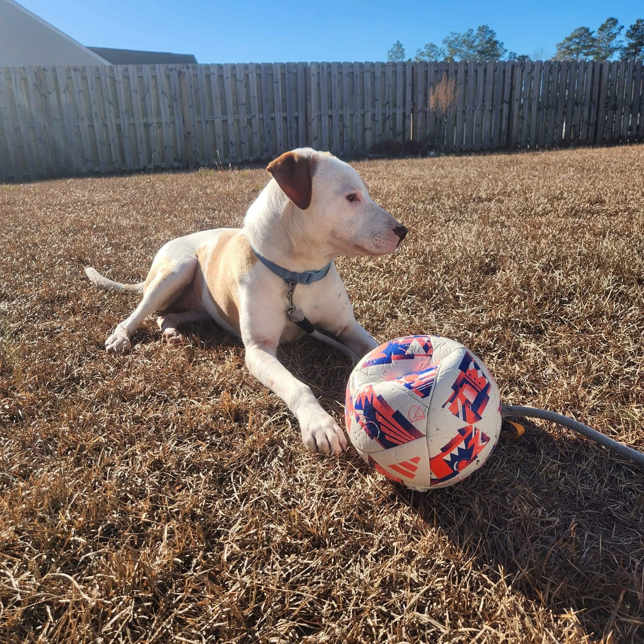 Peanut Butter, a ADOPTABLE Mixed Breed in Sunset Bch, NC image 3/4