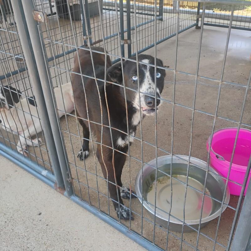 Enlarge Belle 9-4-2026, a Adoptable mixed breed in Paris , TN image 1/1