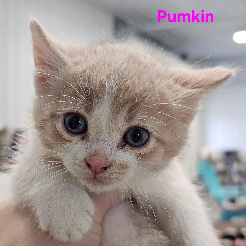 Pumkin, Adoptable, Kitten Female Domestic Short Hair.