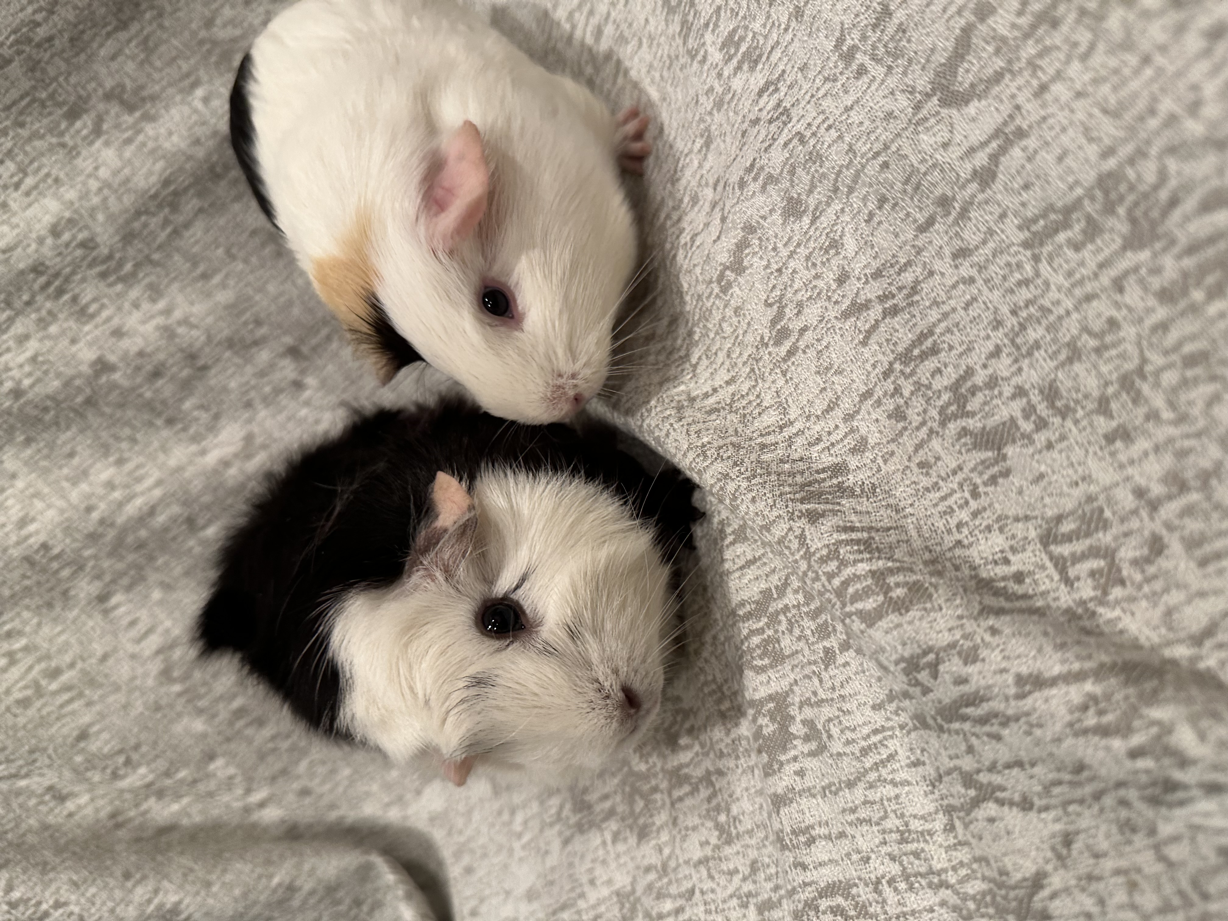 Bonnie & Bethany, Adoptable, Young Female Guinea Pig.