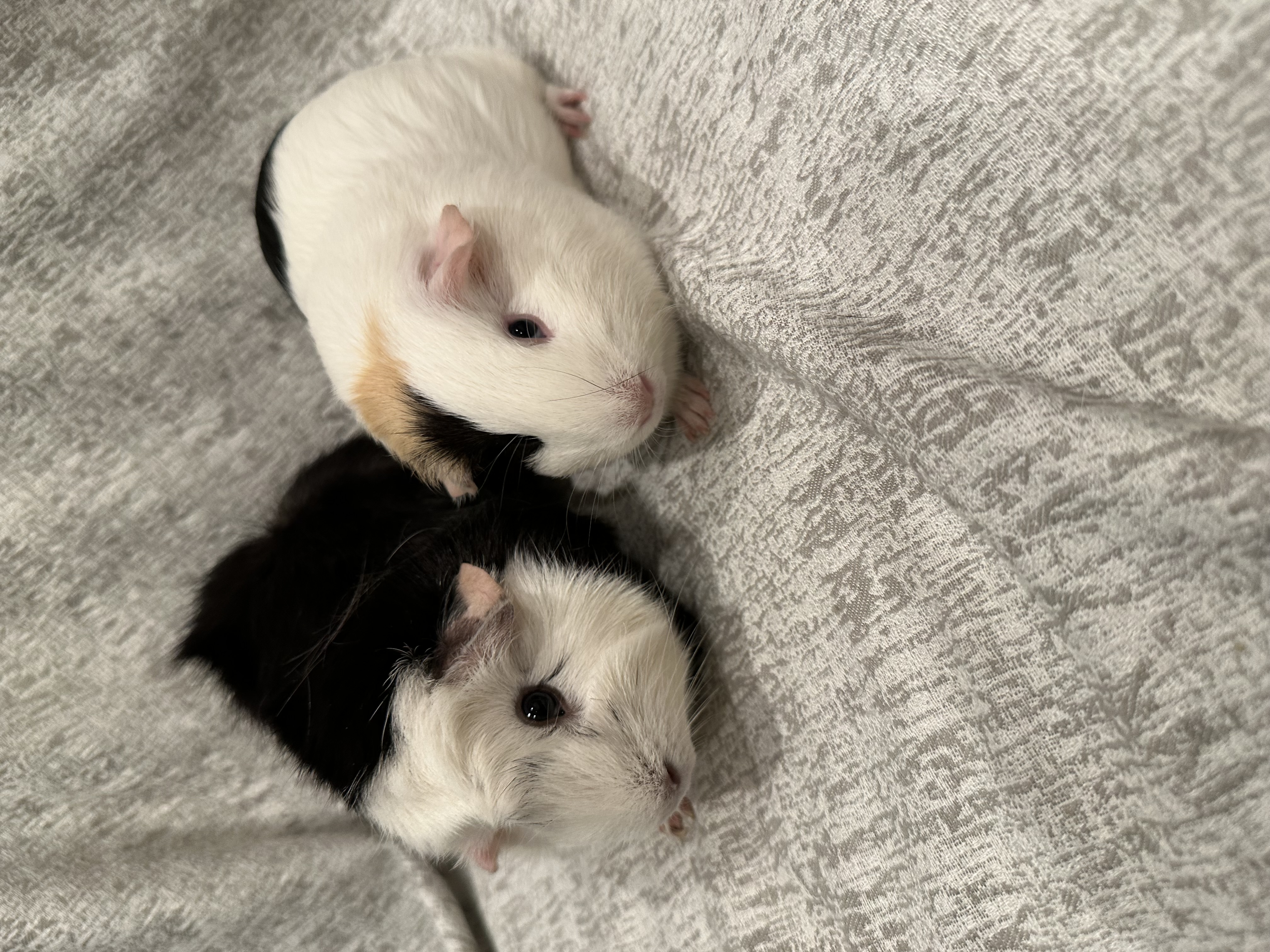 Enlarge Bonnie & Bethany, a Adoptable Guinea Pig in Magnolia, TX image 2/3