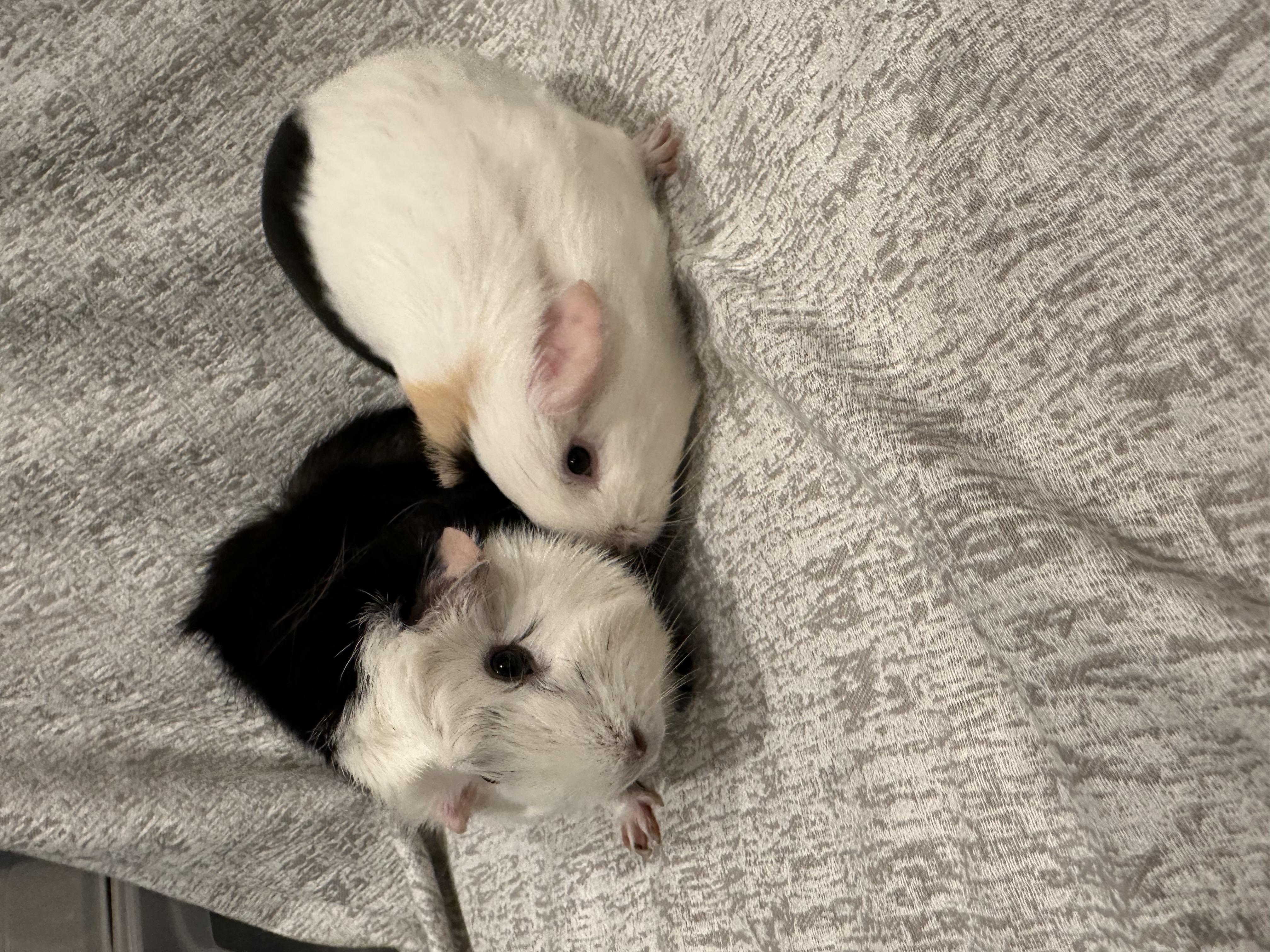 Enlarge Bonnie & Bethany, a Adoptable Guinea Pig in Magnolia, TX image 3/3