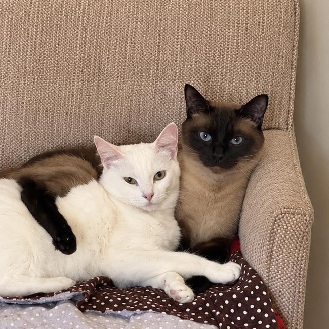 Chester and Hank (bonded besties) photo