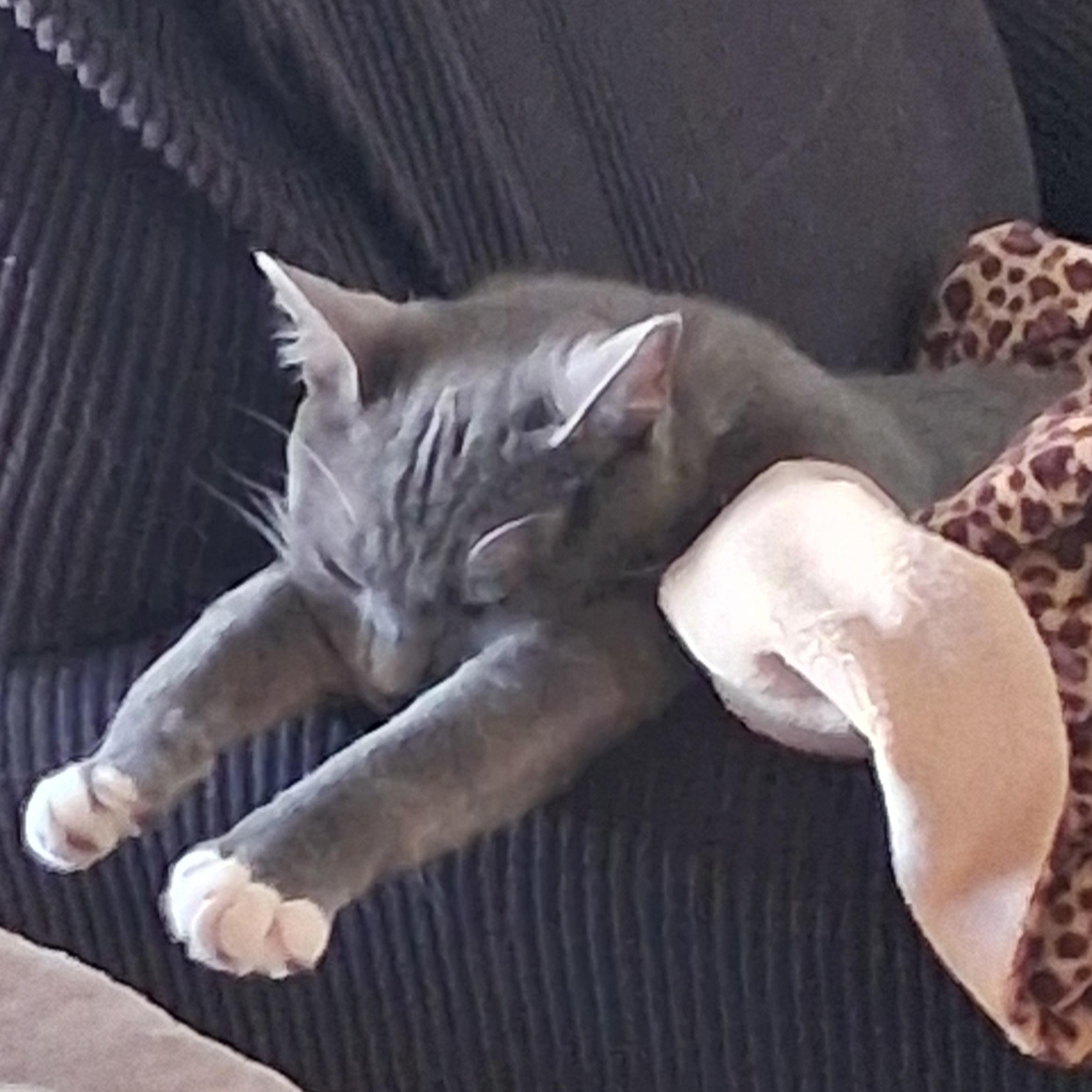 Enlarge Simba, a ADOPTABLE mixed breed in Brooksville, FL image 5/5