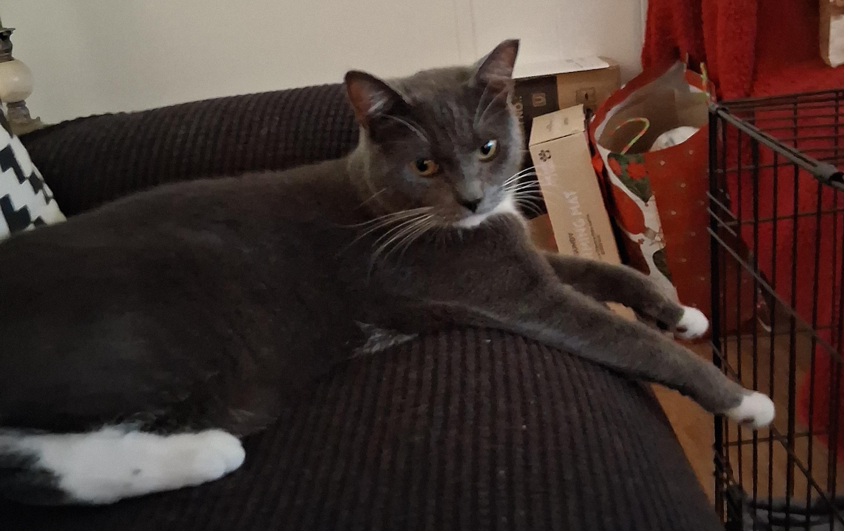 Enlarge Simba, a ADOPTABLE mixed breed in Brooksville, FL image 3/5