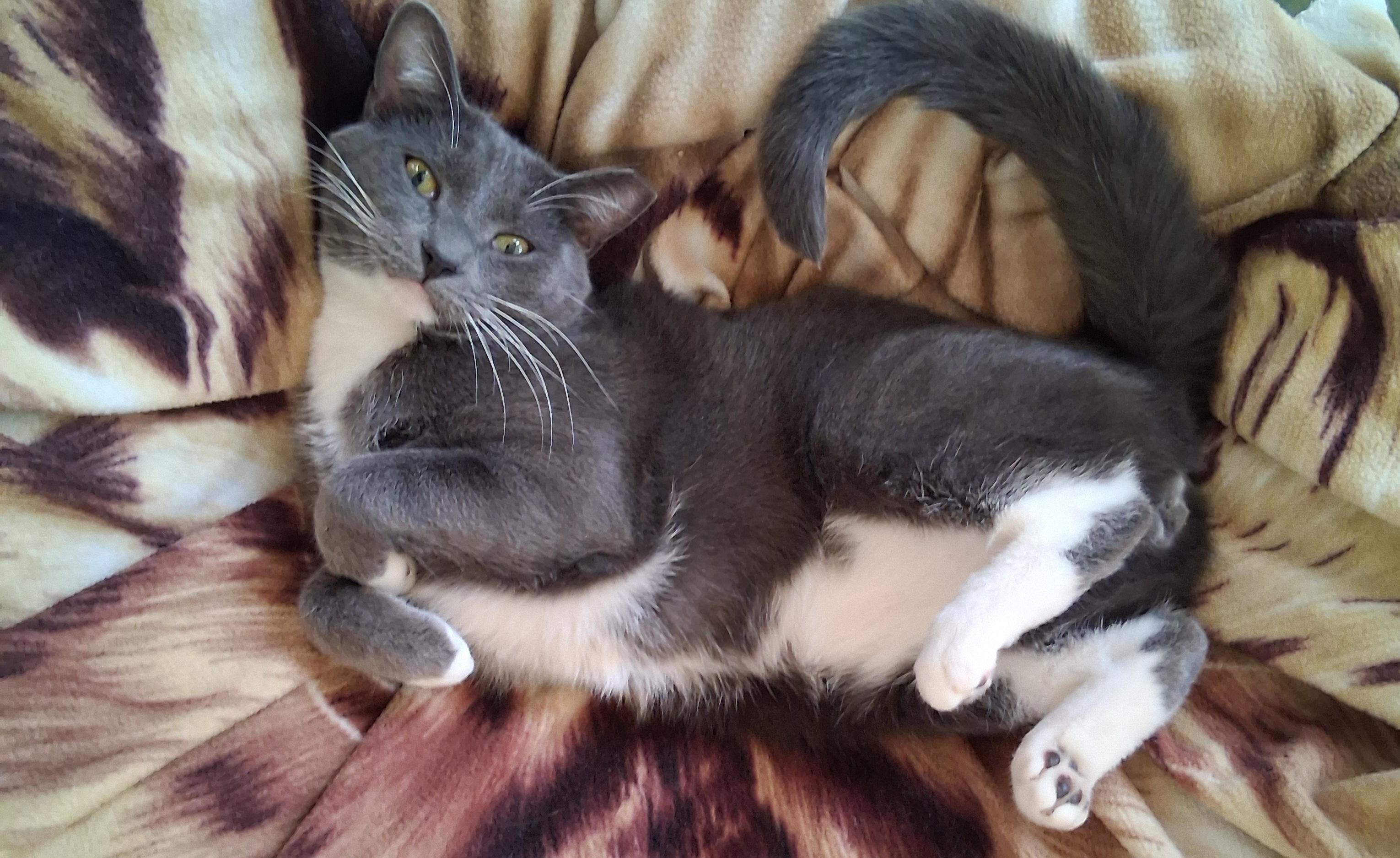 Enlarge Simba, a ADOPTABLE mixed breed in Brooksville, FL image 2/5