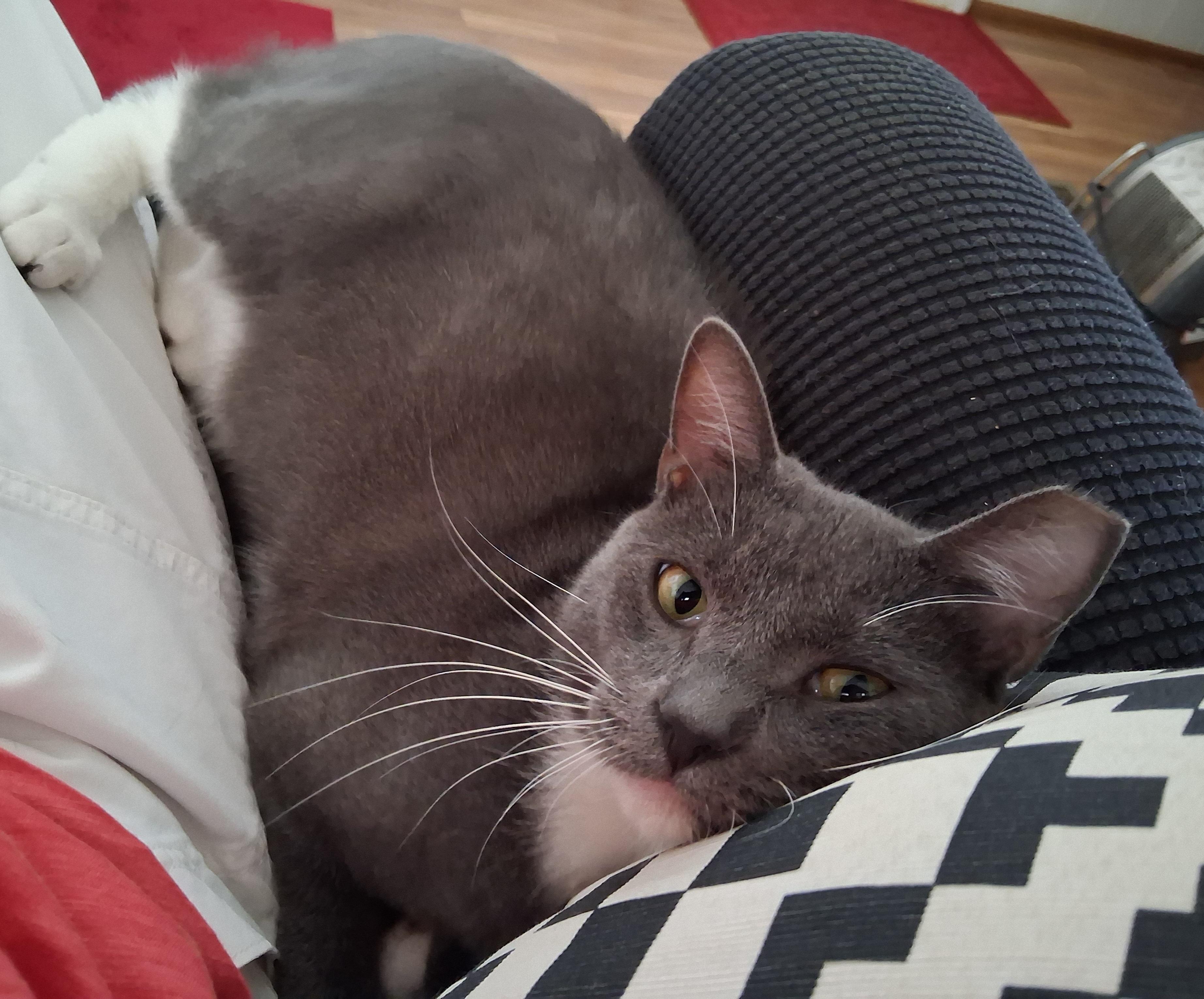 Enlarge Simba, a ADOPTABLE mixed breed in Brooksville, FL image 4/5