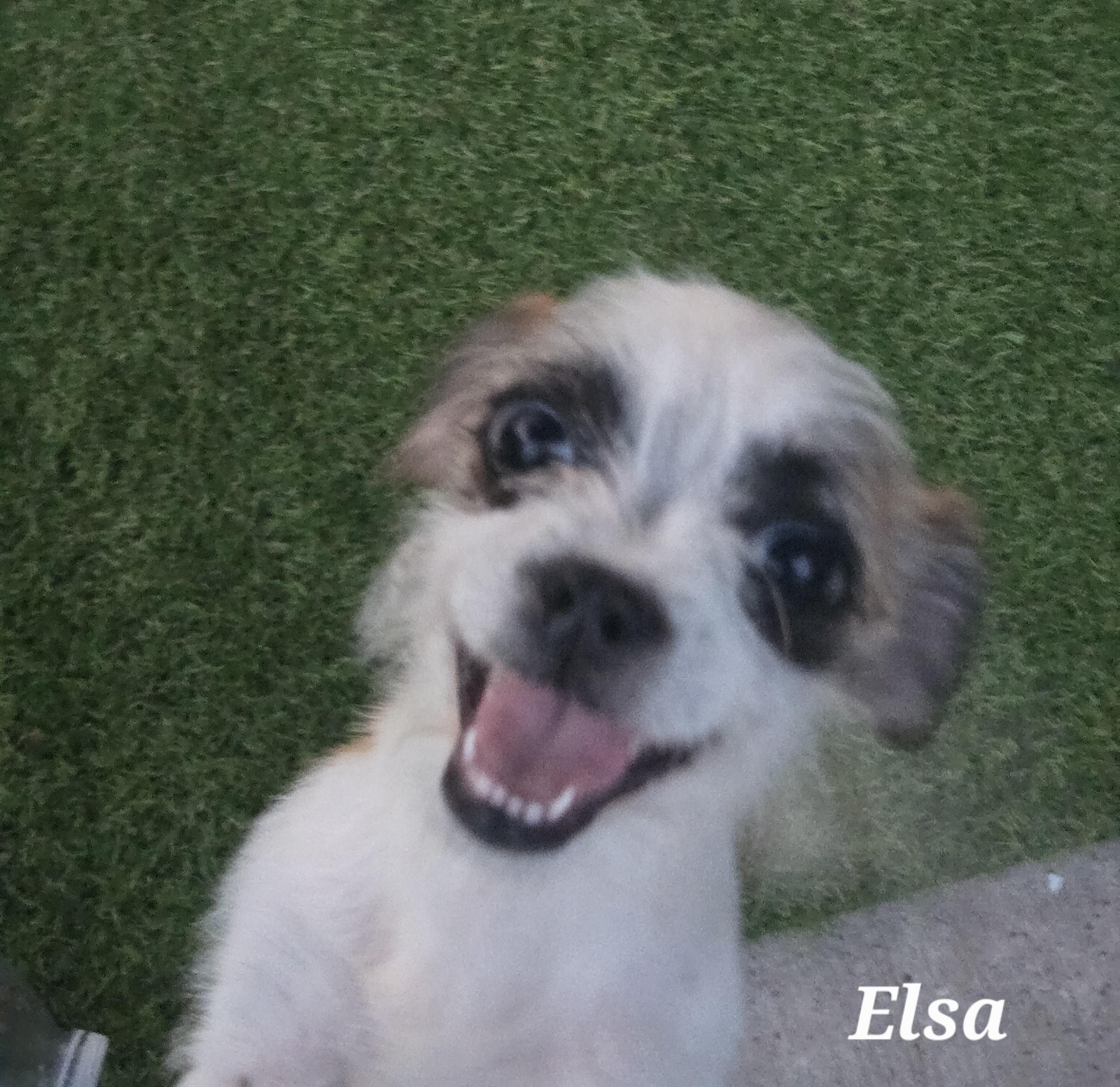 Enlarge Elsa, a Adoptable mixed breed in Houston , TX image 1/3