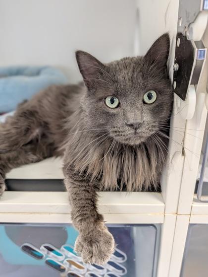 Storm, Adoptable, Adult Male Domestic Long Hair & Domestic Short Hair.