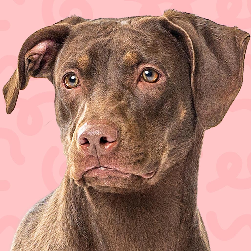 Mimzy, a Adoptable Catahoula Leopard Dog in Reno, NV image 1/6