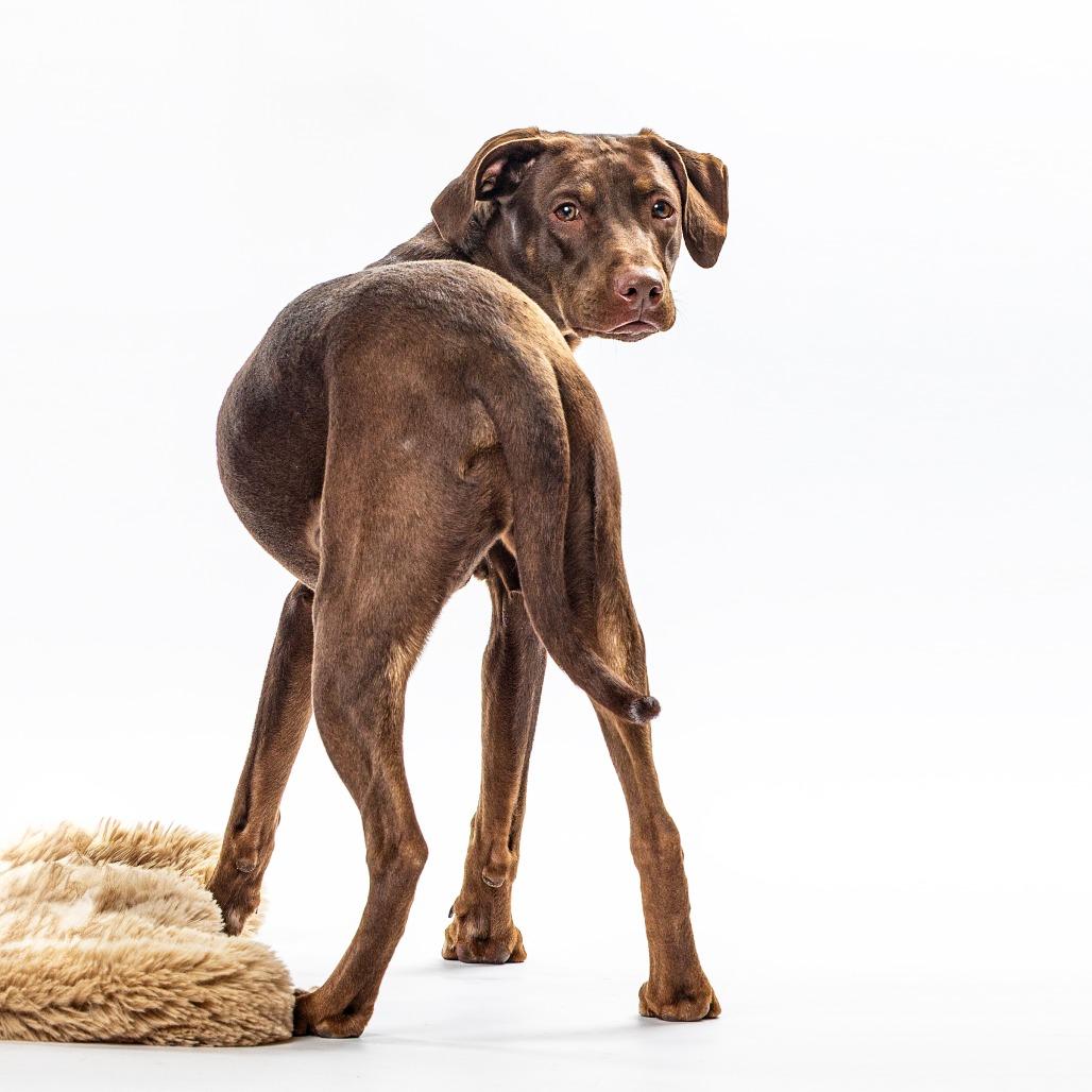 Mimzy, a Adoptable Catahoula Leopard Dog in Reno, NV image 6/6