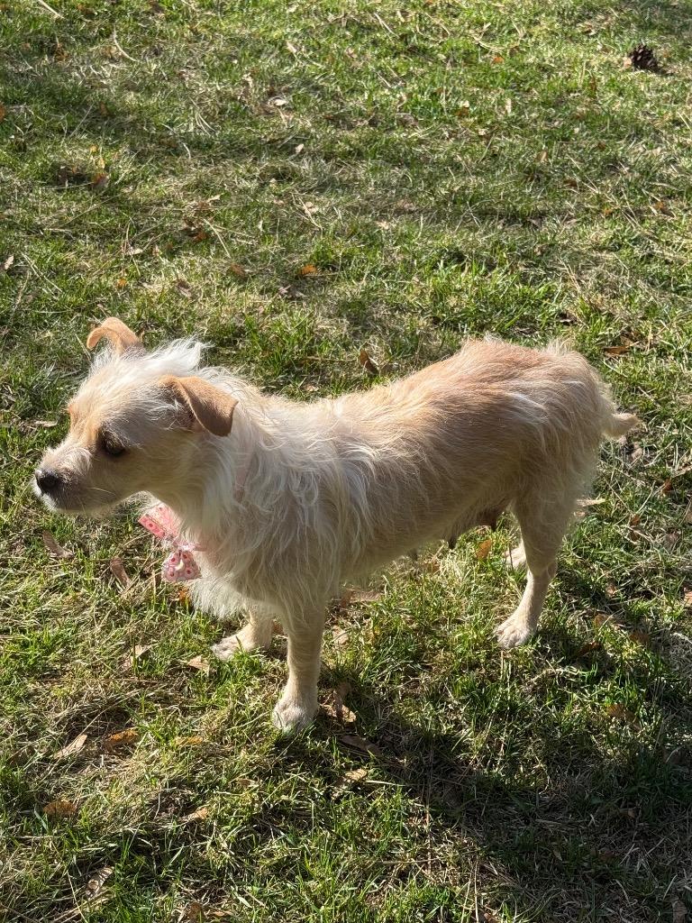 Enlarge Mindee, a Adoptable Wirehaired Terrier in Thompson Falls, MT image 1/4