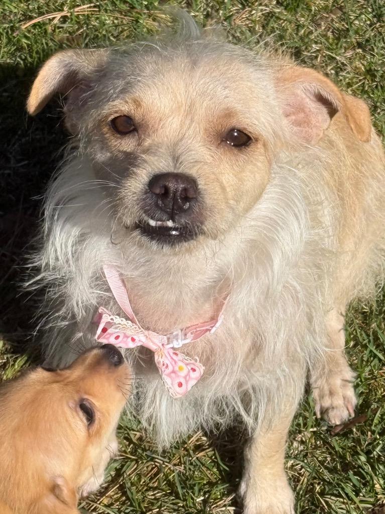 Enlarge Mindee, a Adoptable Wirehaired Terrier in Thompson Falls, MT image 2/4