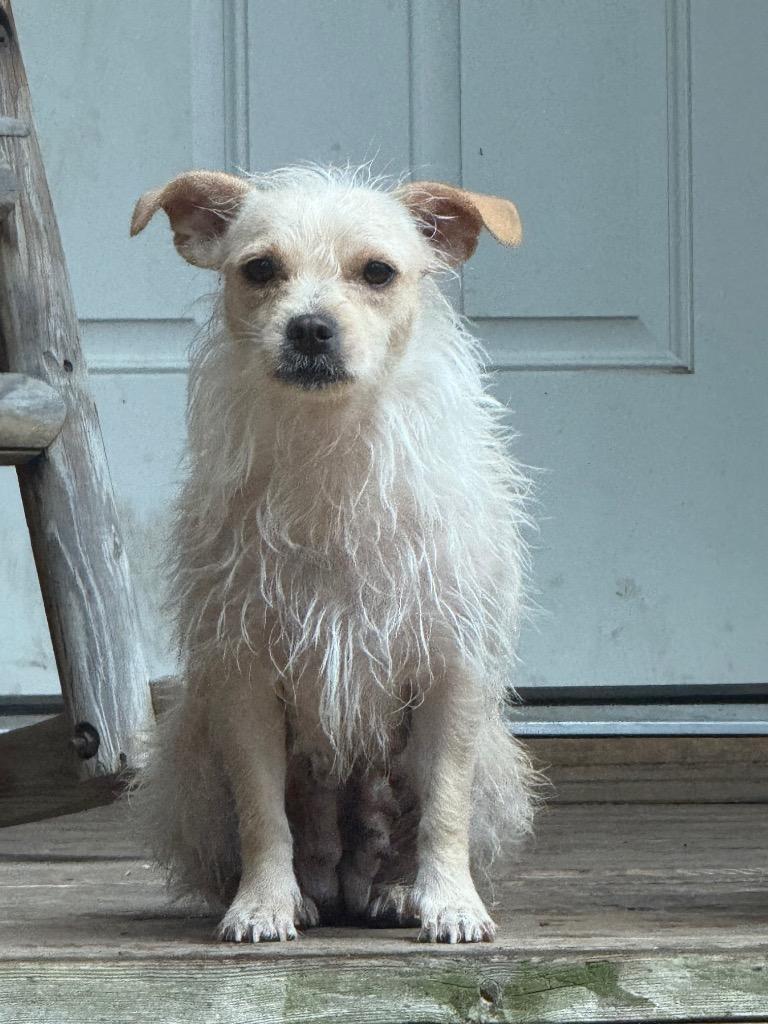 Enlarge Mindee, a Adoptable Wirehaired Terrier in Thompson Falls, MT image 4/4