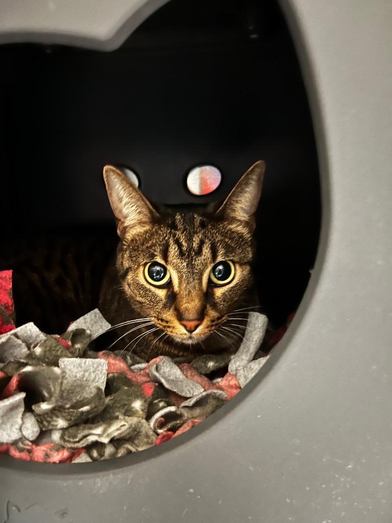 Enlarge Abby Tabby, a Adoptable Domestic Short Hair in Utica, MI image 1/1