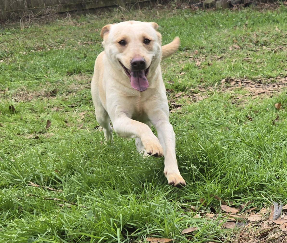Hope, Adoptable, Young Female Labrador Retriever & Hound.