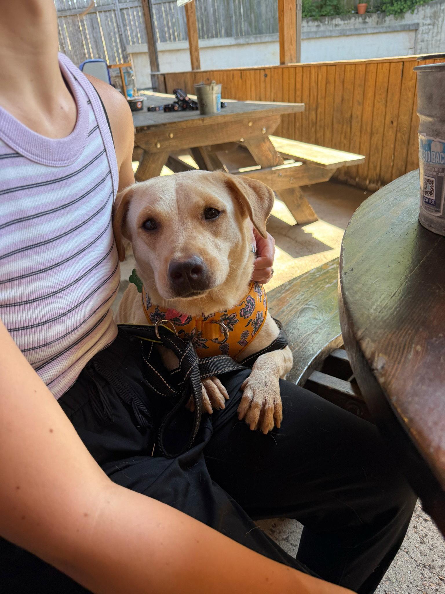 Enlarge Hope, a Adoptable mixed breed in Jackson, MS image 2/3