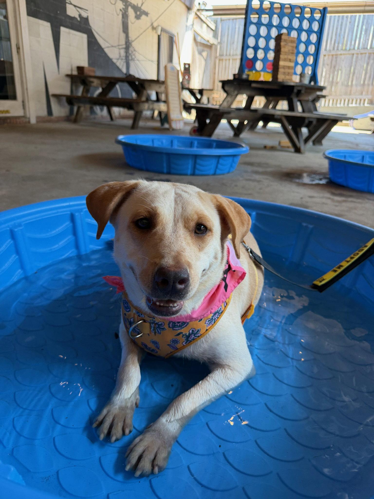 Enlarge Hope, a Adoptable mixed breed in Jackson, MS image 3/3