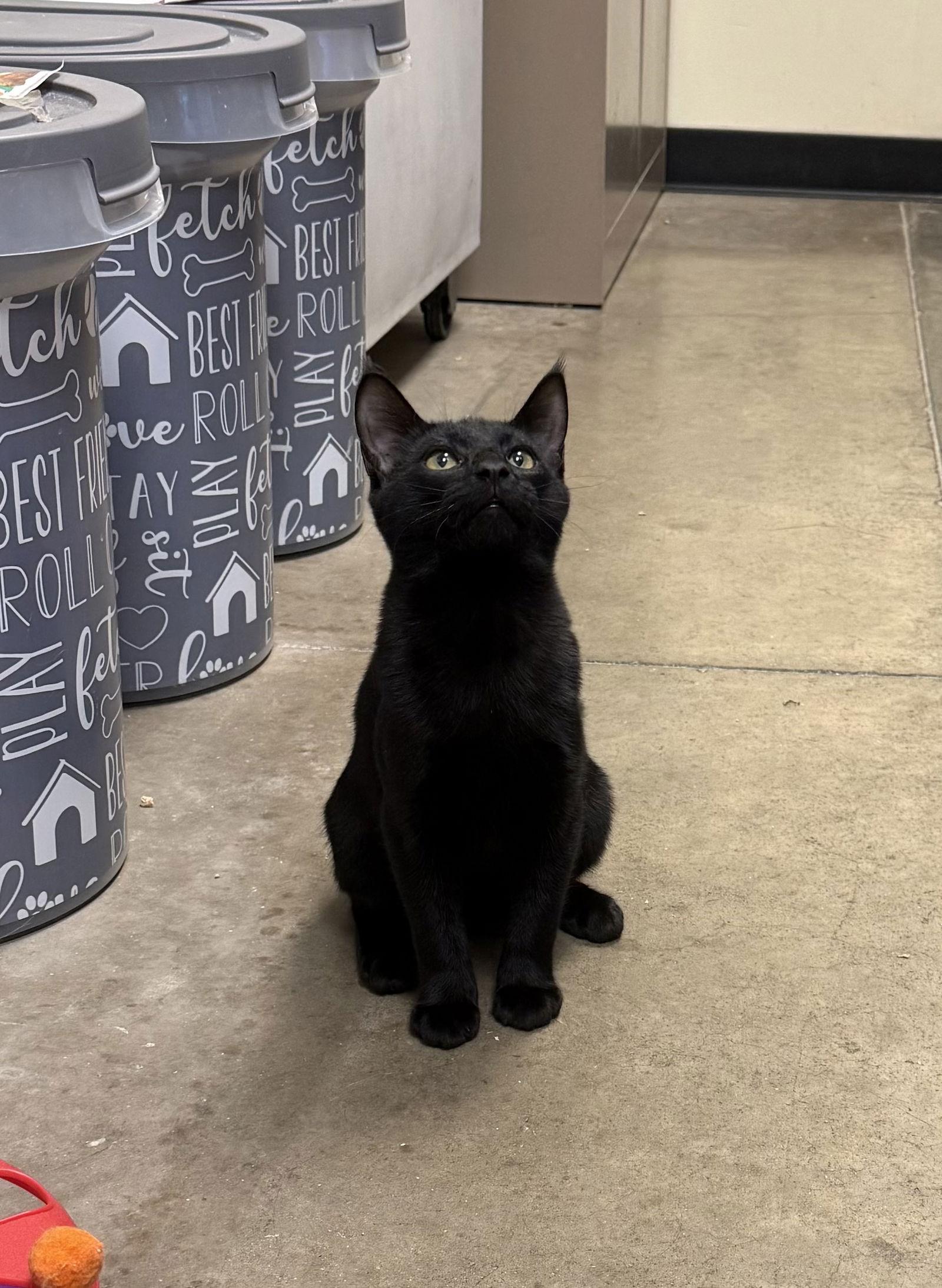 Licorice, Adoptable, Kitten Female Domestic Short Hair.