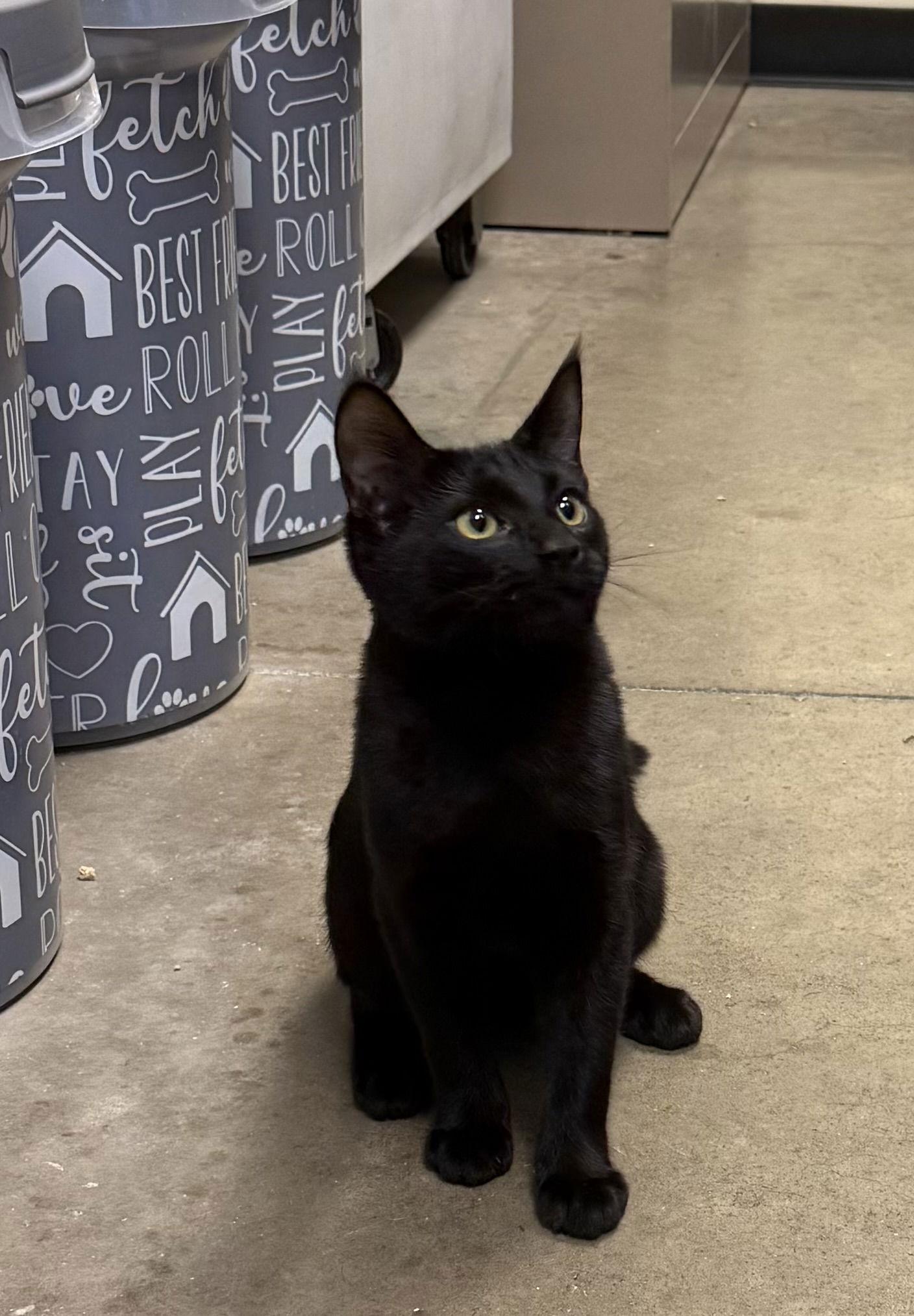 Enlarge Licorice, a Adoptable Domestic Short Hair in Phoenix, AZ image 2/3