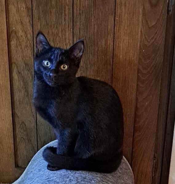 Enlarge Licorice, a Adoptable Domestic Short Hair in Phoenix, AZ image 3/3