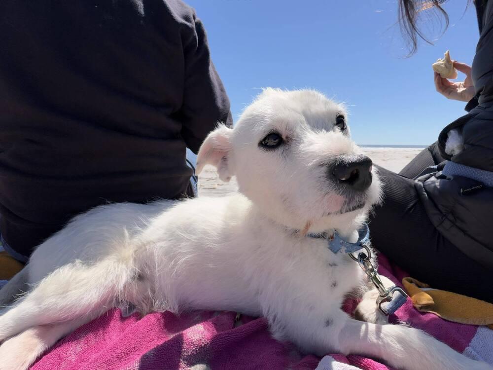 Enlarge Churro, a Adoptable mixed breed in Wayne, NJ image 2/3