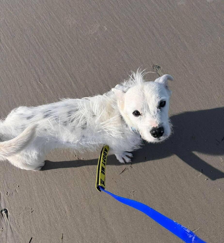 Enlarge Churro, a Adoptable mixed breed in Wayne, NJ image 3/3