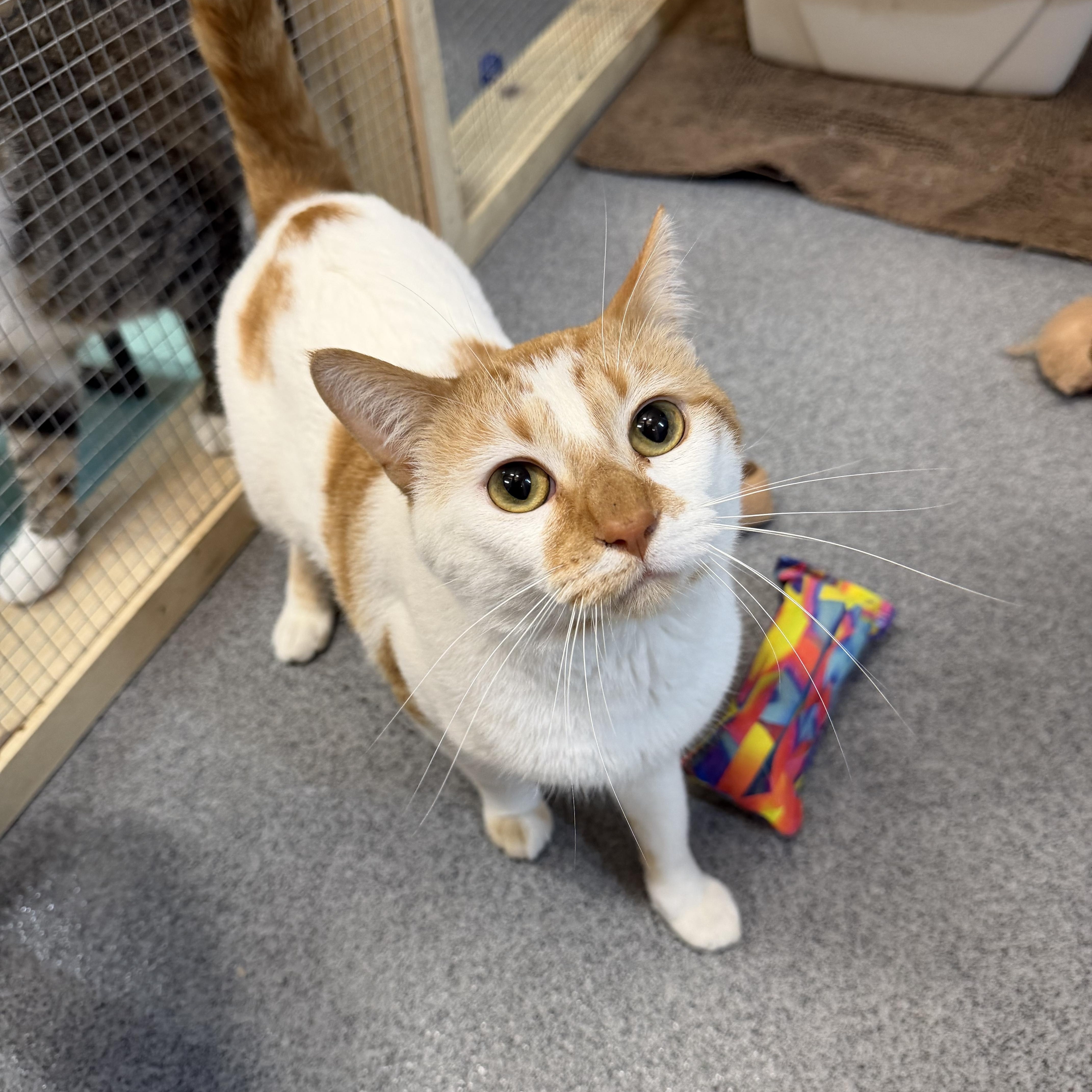 Enlarge Tails & Rocky, a ADOPTABLE Domestic Short Hair in Chisholm, MN image 2/6