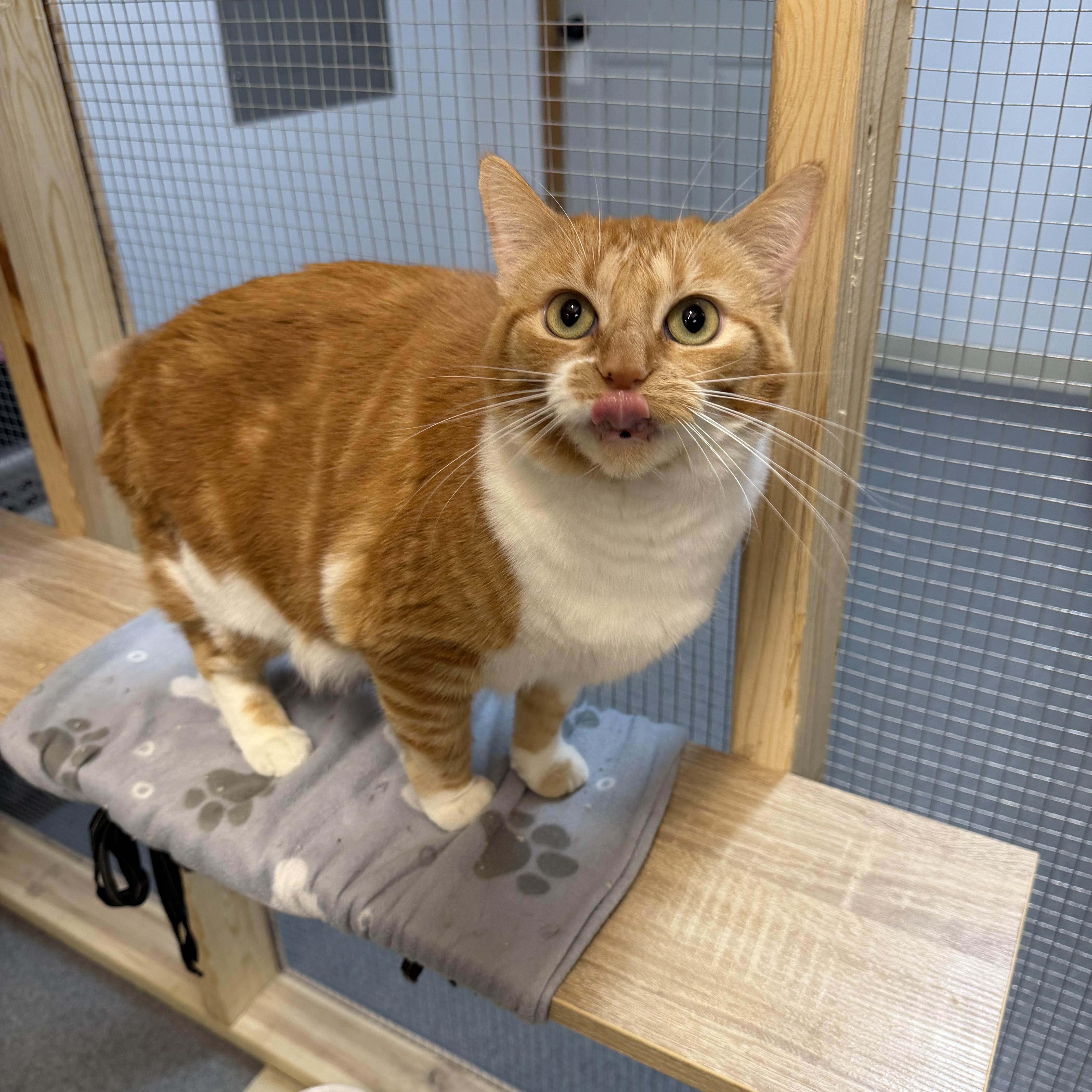 Enlarge Tails & Rocky, a ADOPTABLE Domestic Short Hair in Chisholm, MN image 6/6