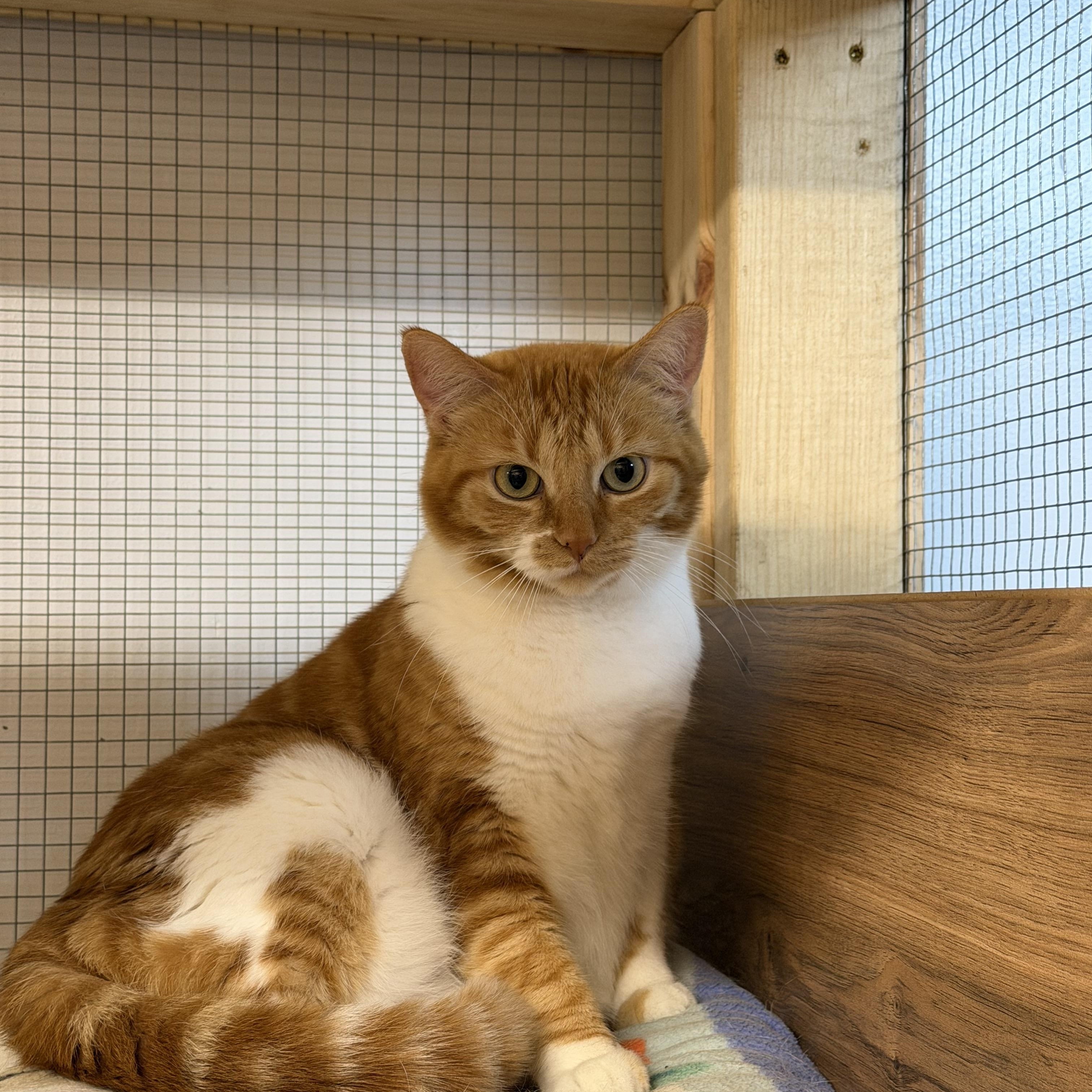 Enlarge Tails & Rocky, a ADOPTABLE Domestic Short Hair in Chisholm, MN image 4/6