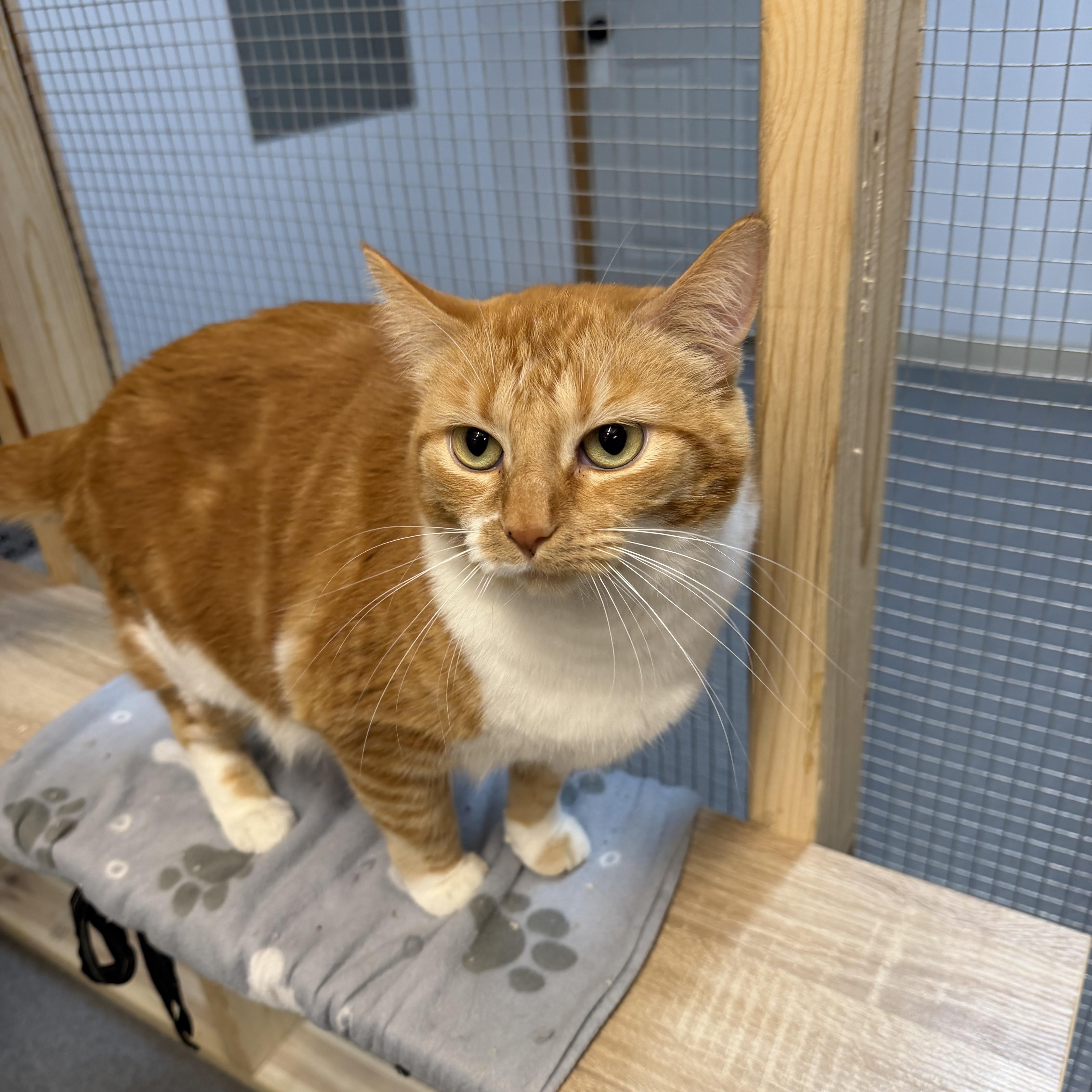 Enlarge Tails & Rocky, a ADOPTABLE Domestic Short Hair in Chisholm, MN image 3/6