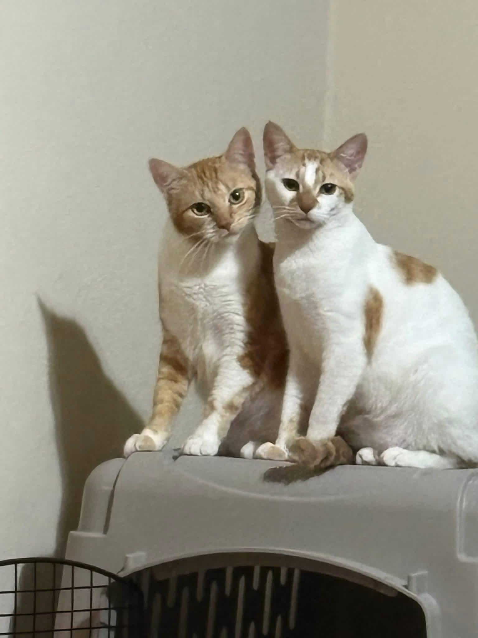 Enlarge Tails & Rocky, a ADOPTABLE Domestic Short Hair in Chisholm, MN image 1/6