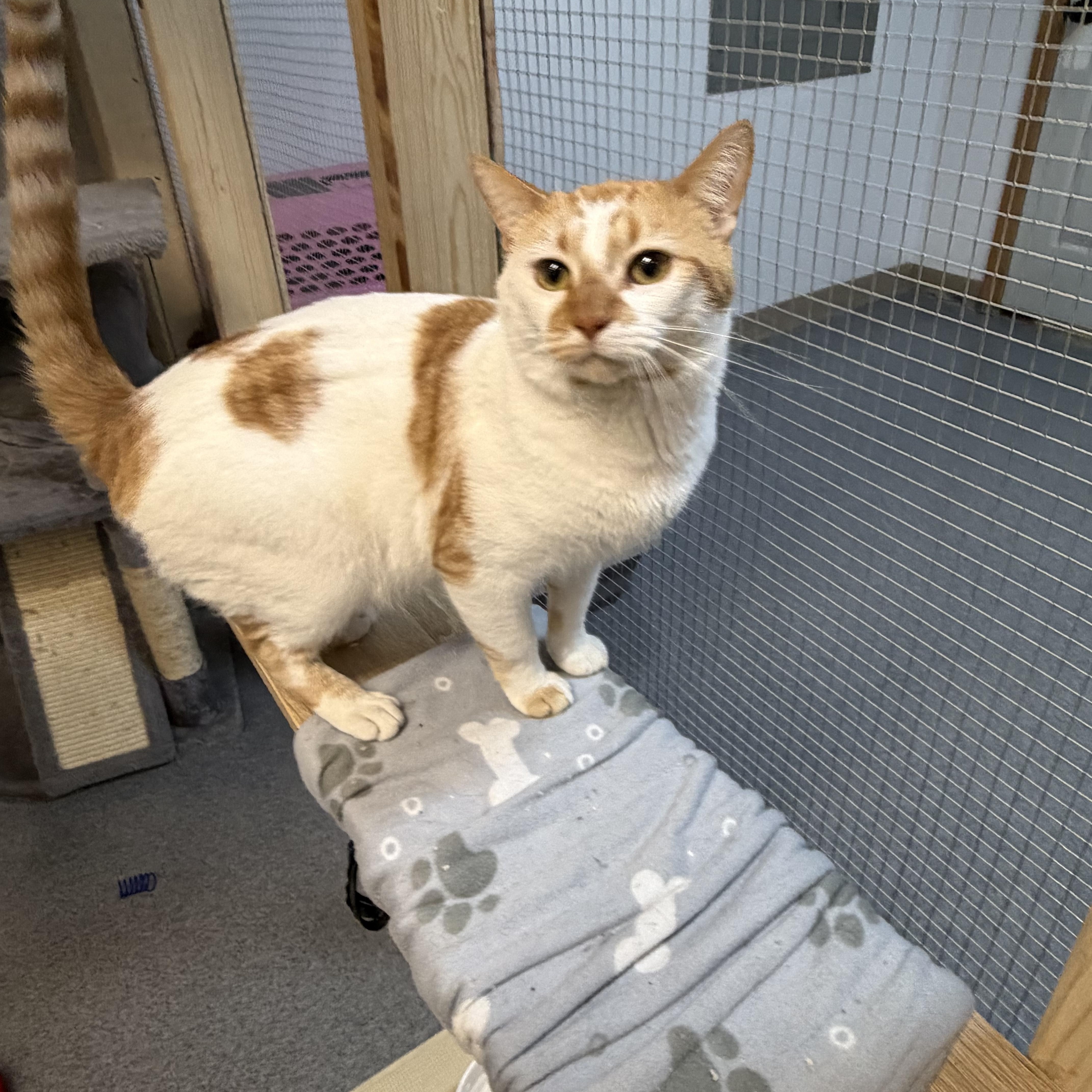 Enlarge Tails & Rocky, a ADOPTABLE Domestic Short Hair in Chisholm, MN image 5/6