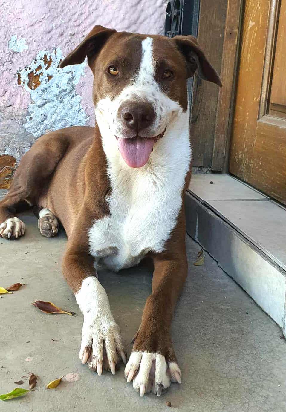 Daisy (18), Adoptable, Adult Female Pit Bull Terrier.