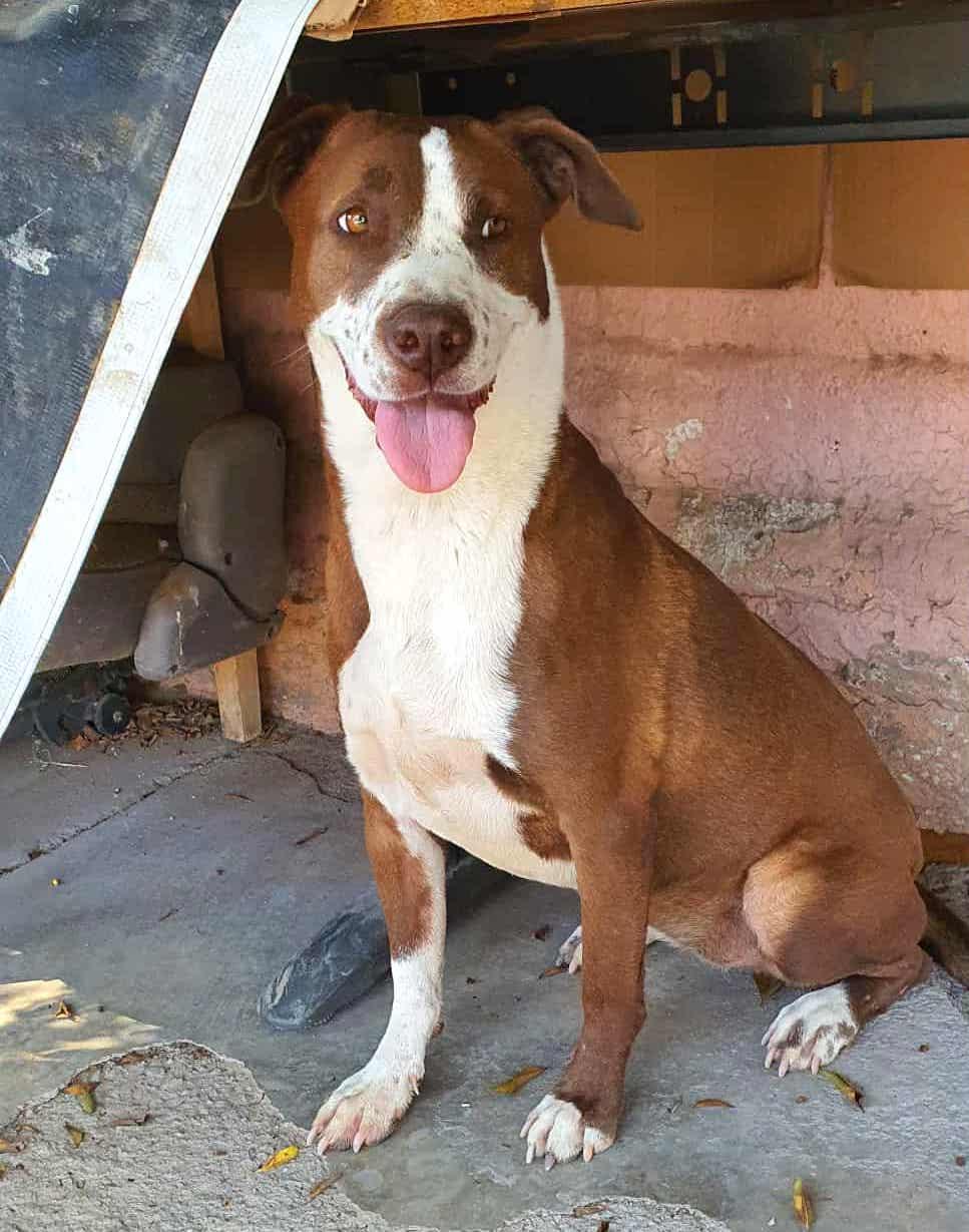 Daisy (18), an adoptable Pit Bull Terrier in Mexicali, BCN, 21280 | Photo Image 5