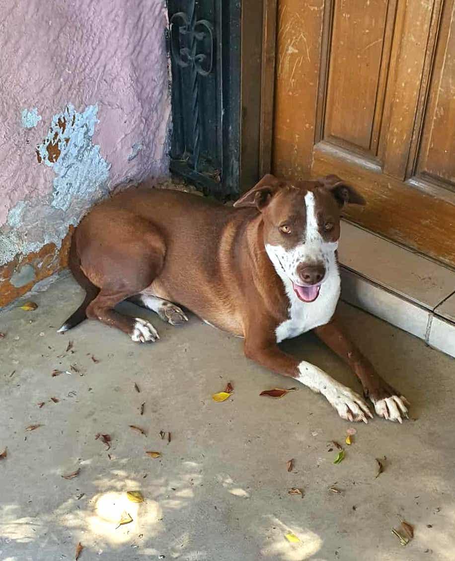Daisy (18), an adoptable Pit Bull Terrier in Mexicali, BCN, 21280 | Photo Image 4