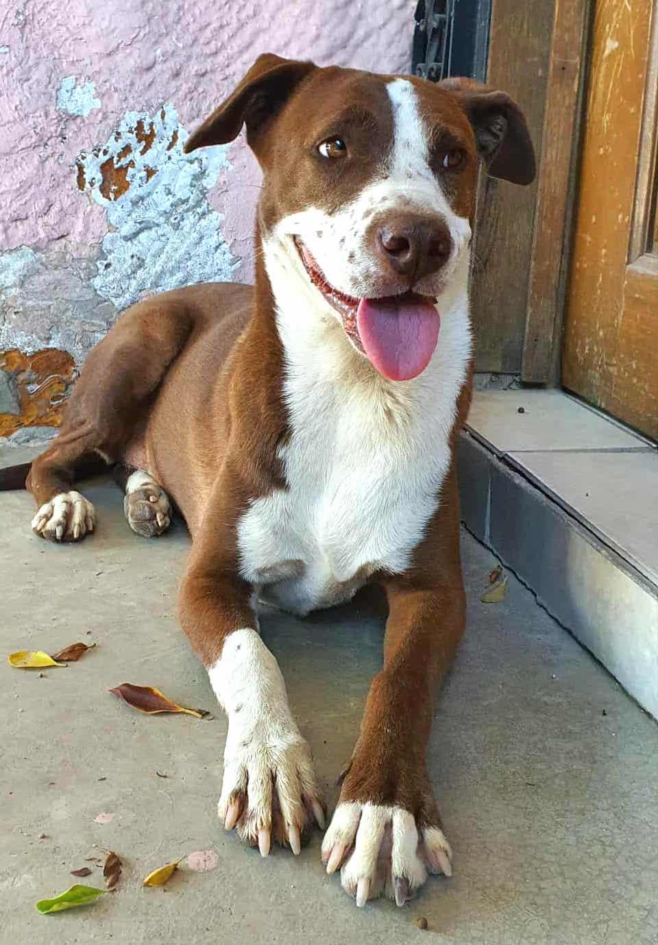 Daisy (18), an adoptable Pit Bull Terrier in Mexicali, BCN, 21280 | Photo Image 3