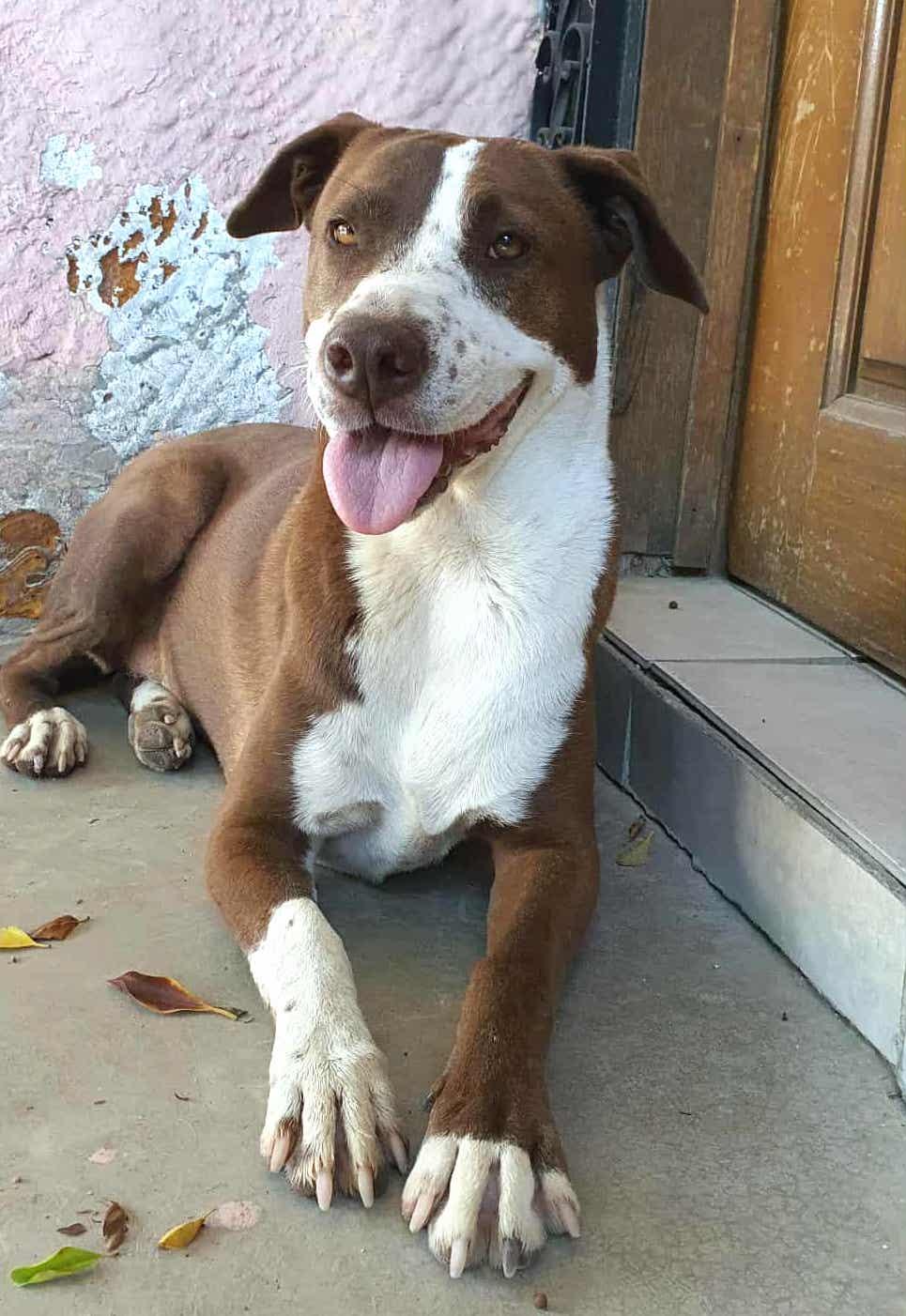 Daisy (18), an adoptable Pit Bull Terrier in Mexicali, BCN, 21280 | Photo Image 2