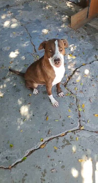 Enlarge Daisy (18), a Adoptable mixed breed in Mexicali, BCN video 6/6