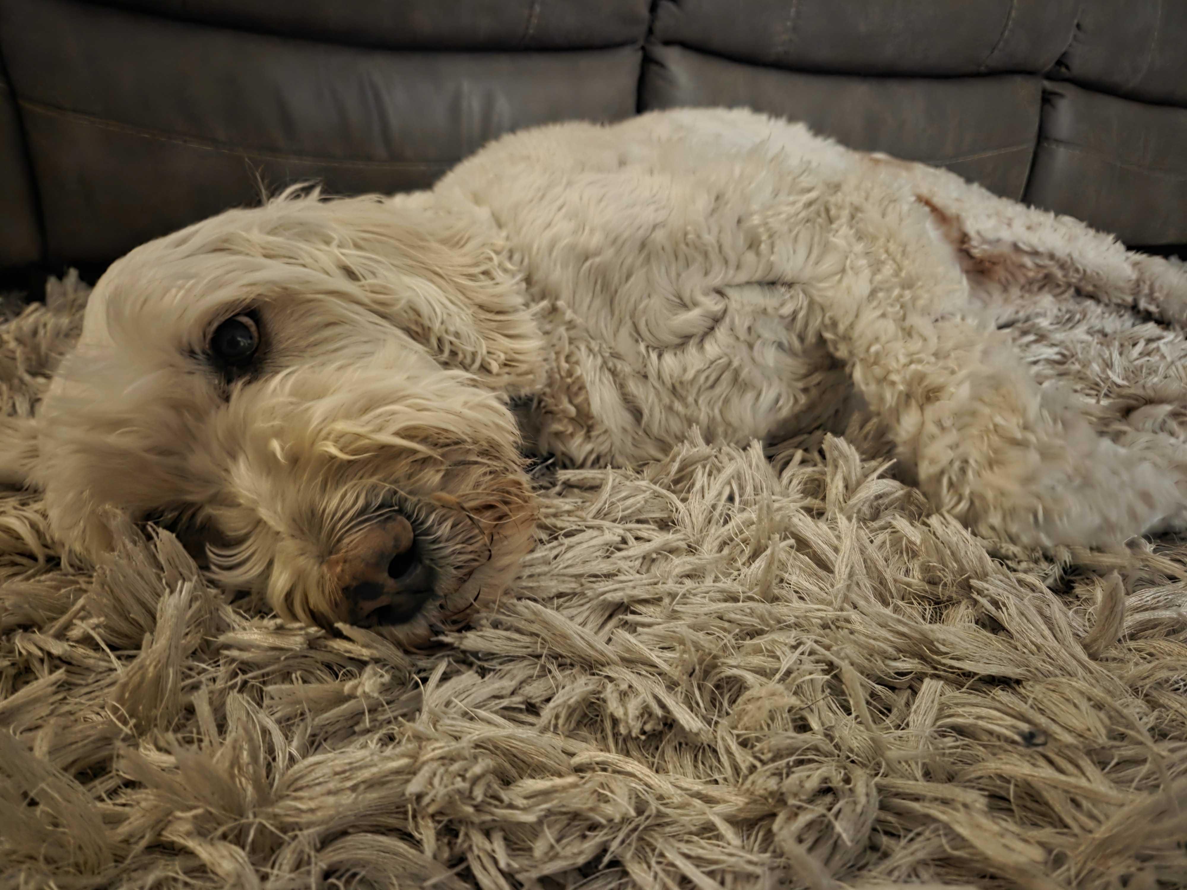 Enlarge Gilly, an adopted Goldendoodle in Garland, TX image 3/4