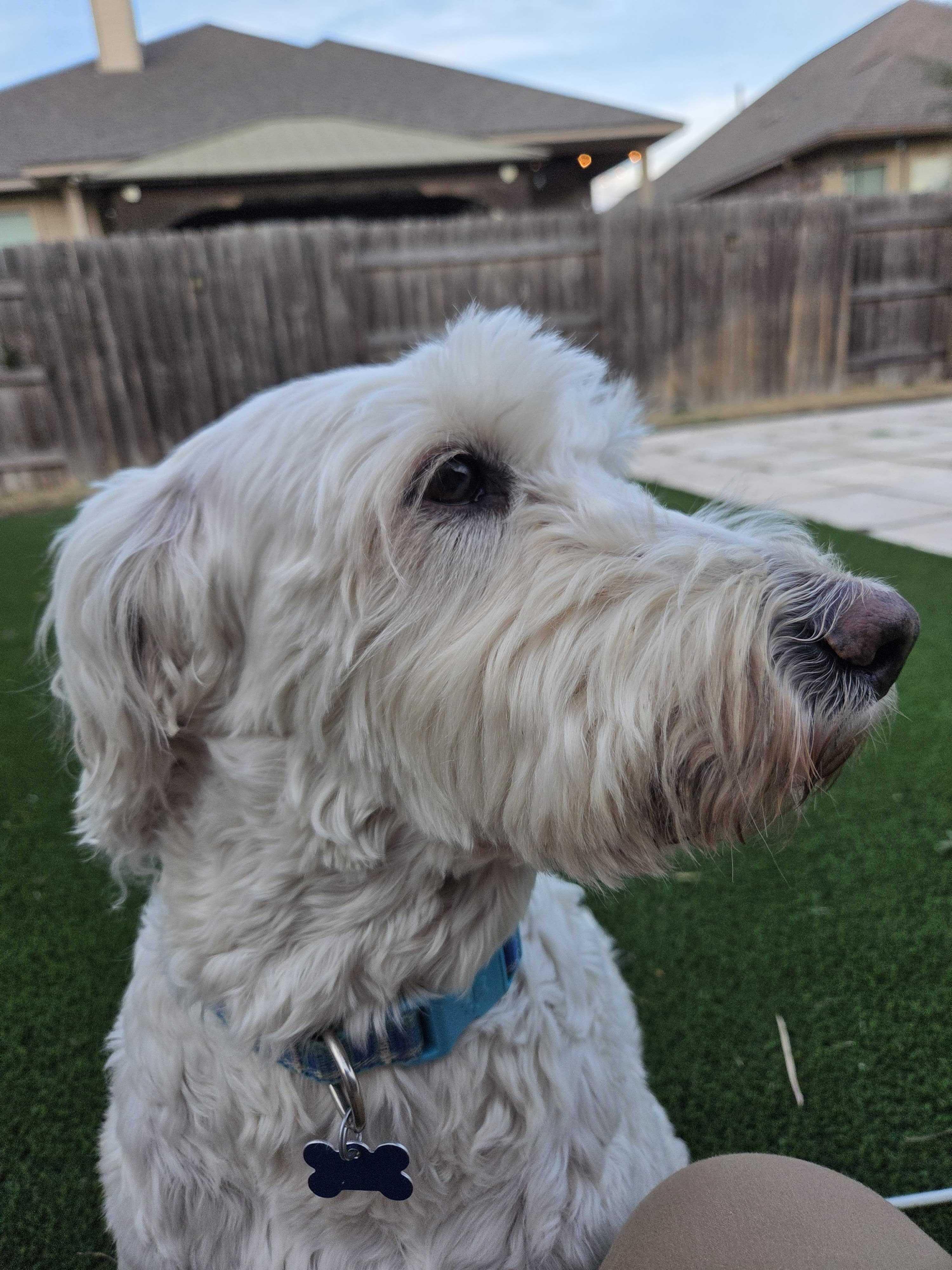 Enlarge Gilly, an adopted Goldendoodle in Garland, TX image 4/4