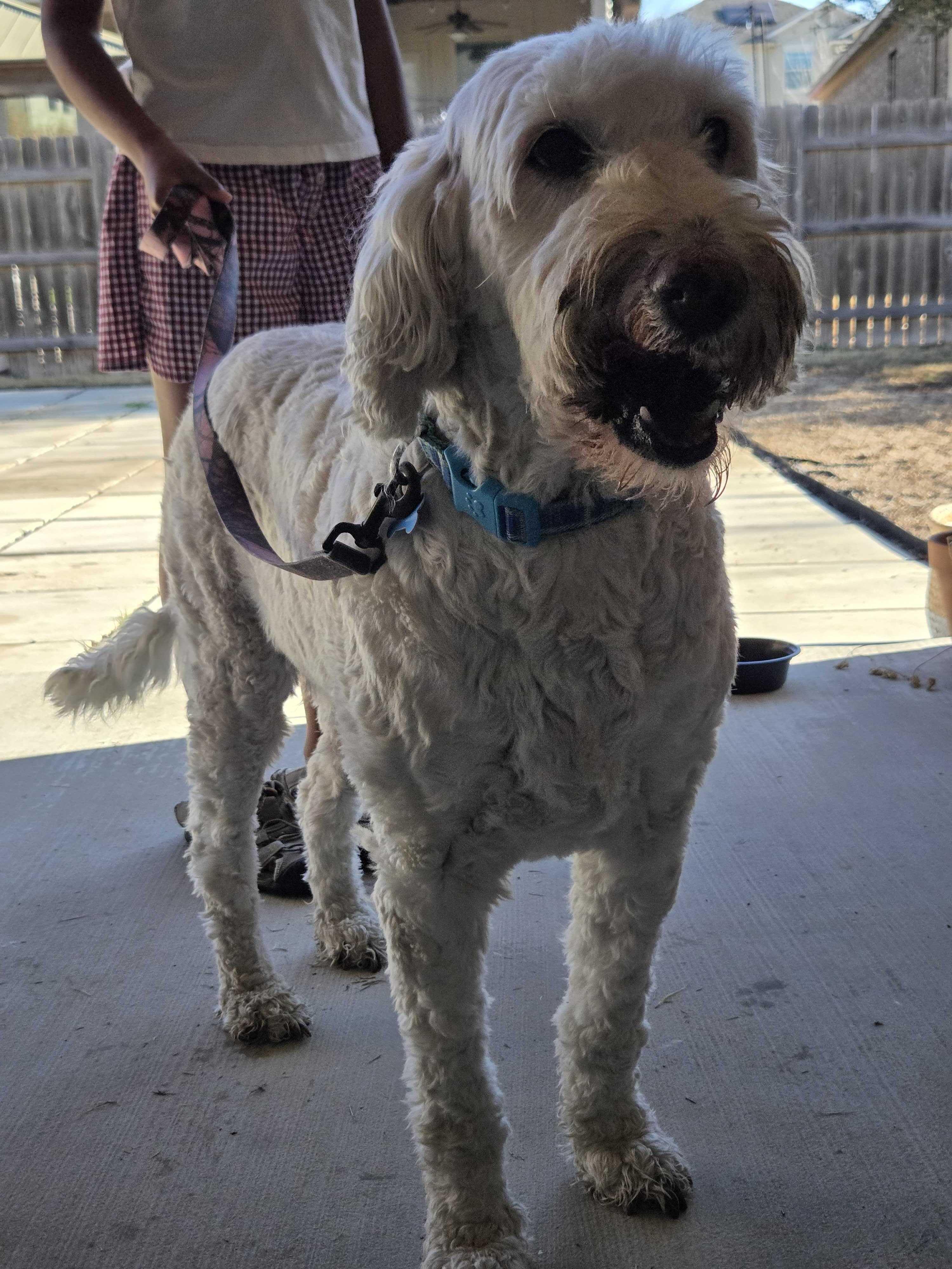Enlarge Gilly, an adopted Goldendoodle in Garland, TX image 2/4