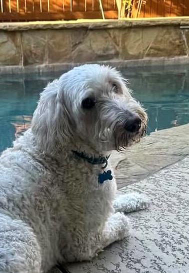 Gilly, adopted, Senior Female Goldendoodle.