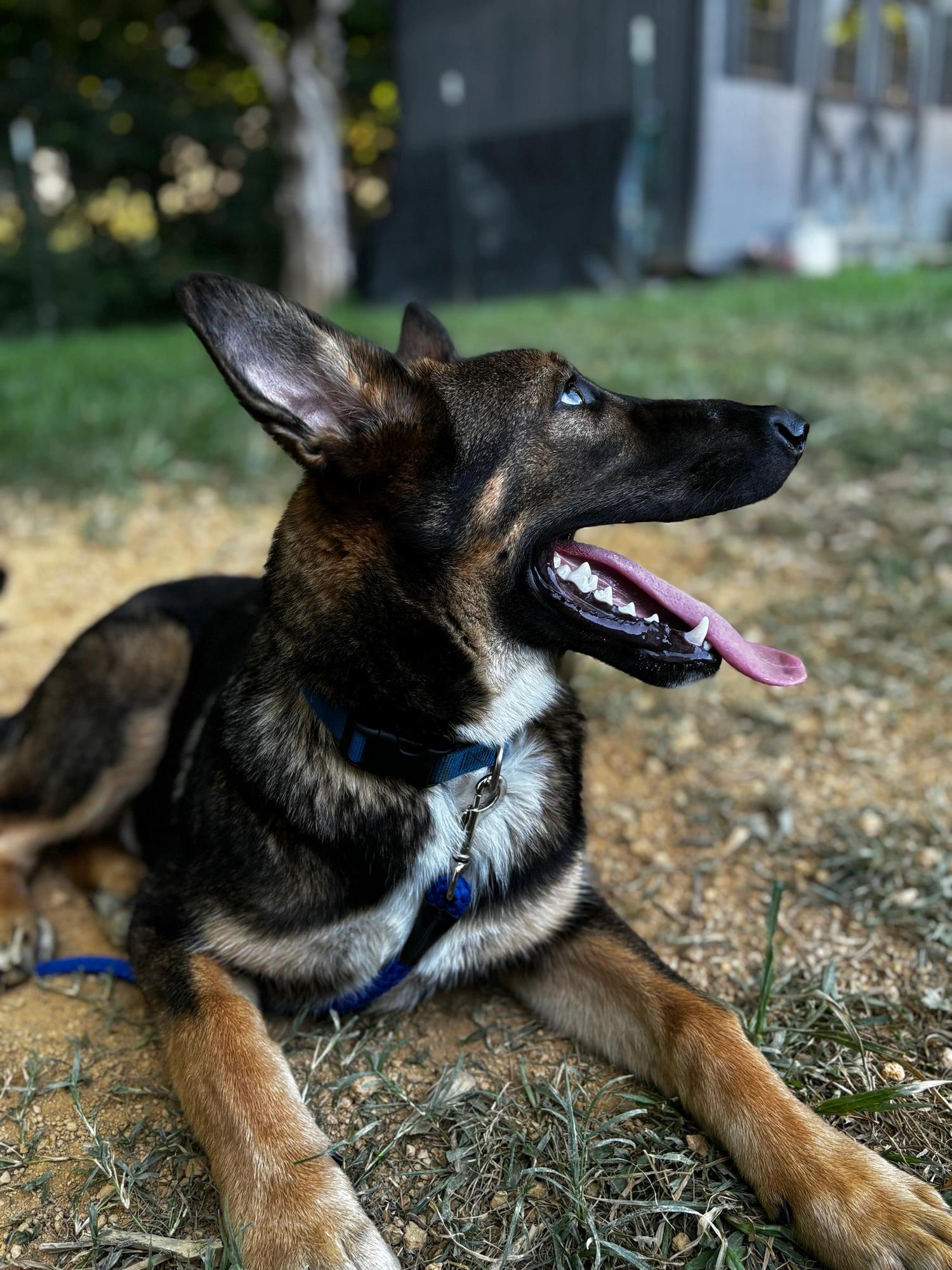 Enlarge Bryce, a Adopted German Shepherd Dog in Knoxville, TN image 5/5
