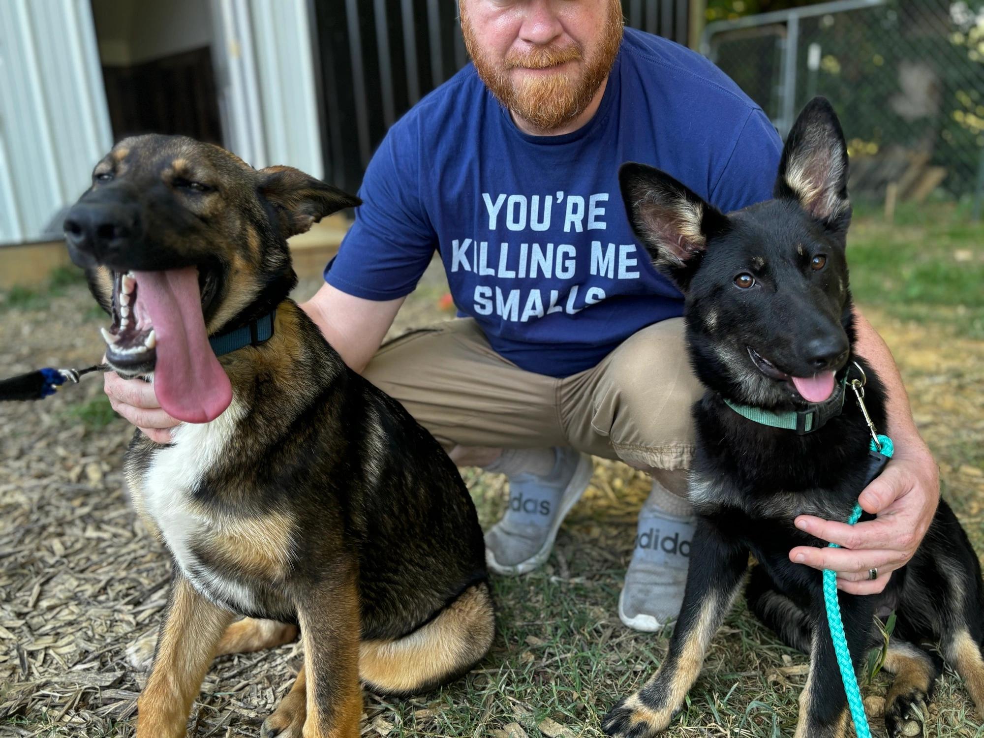 Enlarge Bryce, a Adopted German Shepherd Dog in Knoxville, TN image 2/5