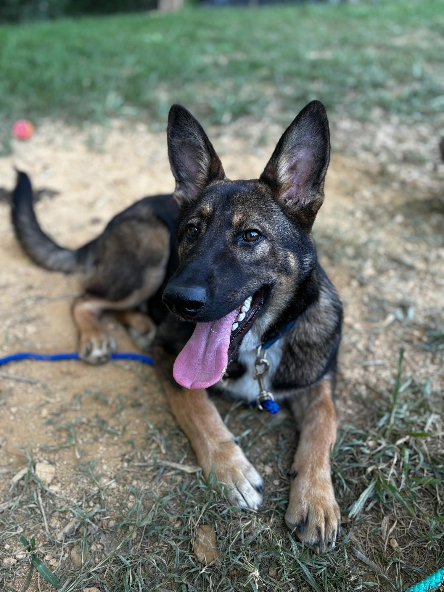Enlarge Bryce, a Adopted German Shepherd Dog in Knoxville, TN image 1/5
