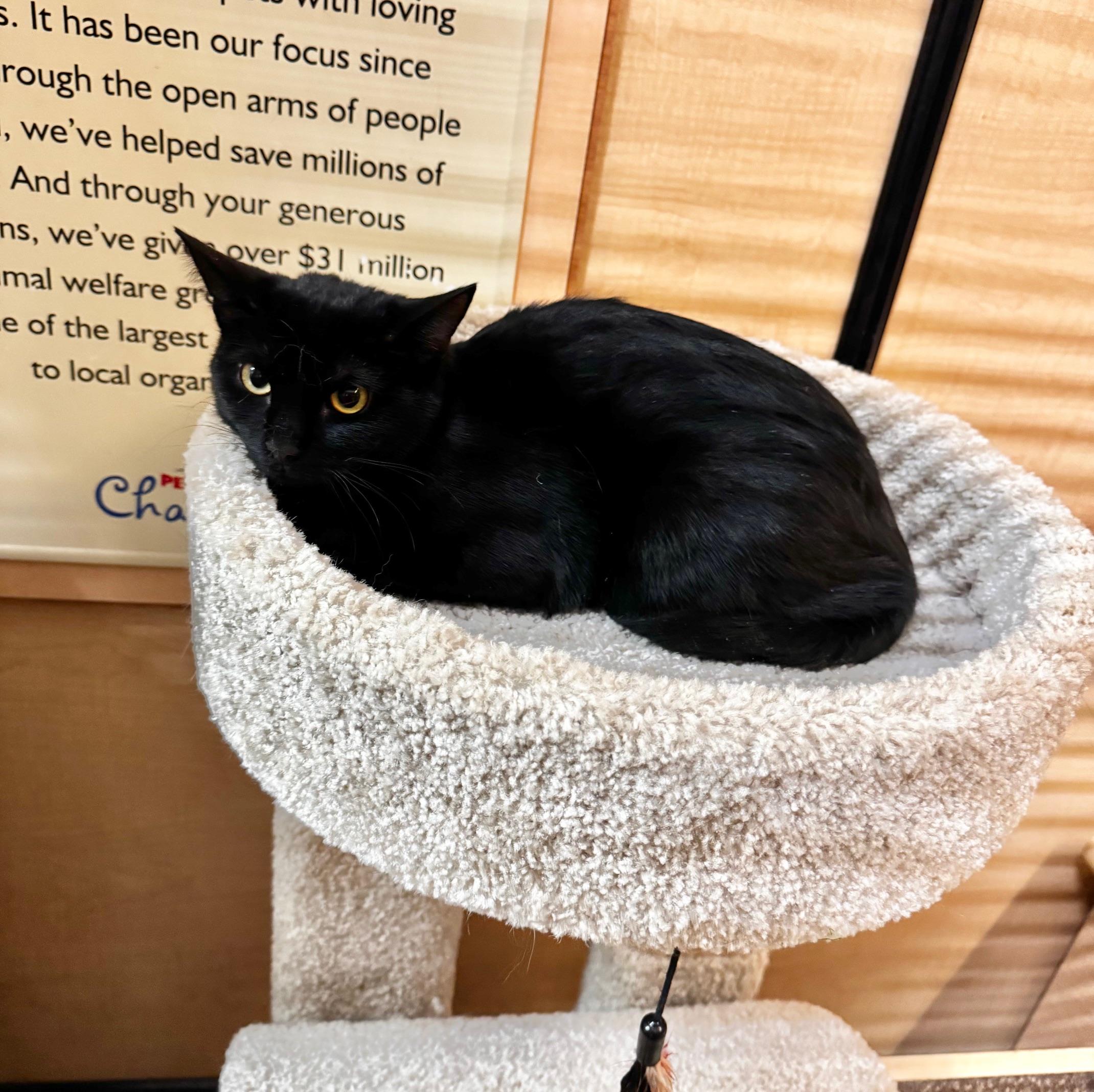 Enlarge Hocus, a ADOPTABLE Domestic Short Hair in Springfield, PA image 2/4