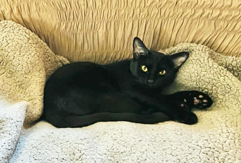 Enlarge Hocus, a ADOPTABLE Domestic Short Hair in Springfield, PA image 3/4