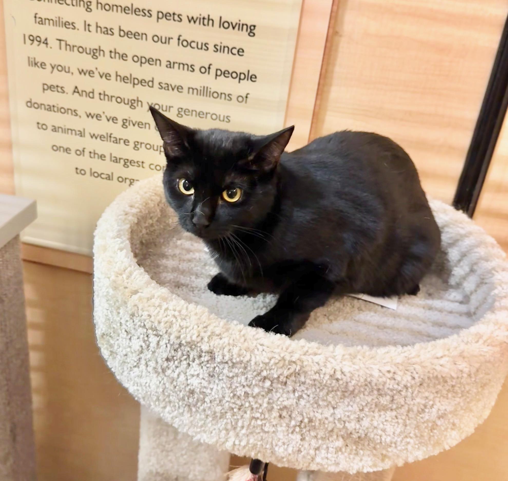 Hocus, ADOPTABLE, Kitten Female Domestic Short Hair.