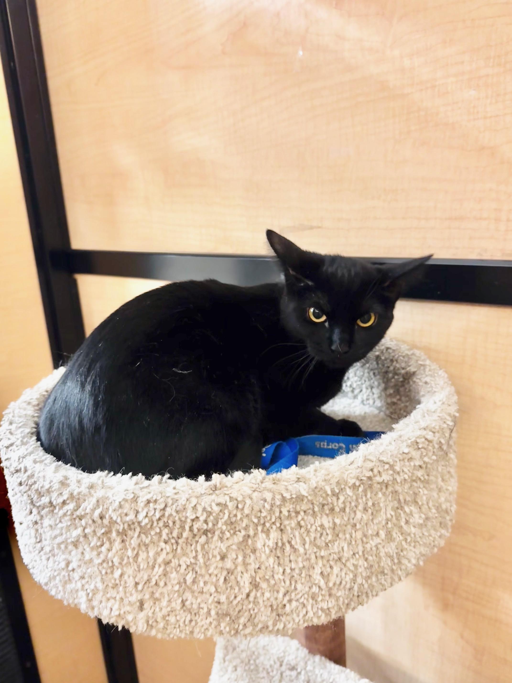 Enlarge Hocus, a ADOPTABLE Domestic Short Hair in Springfield, PA image 4/4